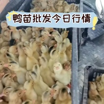 厂家批发鸭苗大种麻鸭苗建湖麻鸭苗包疫苗包邮包活