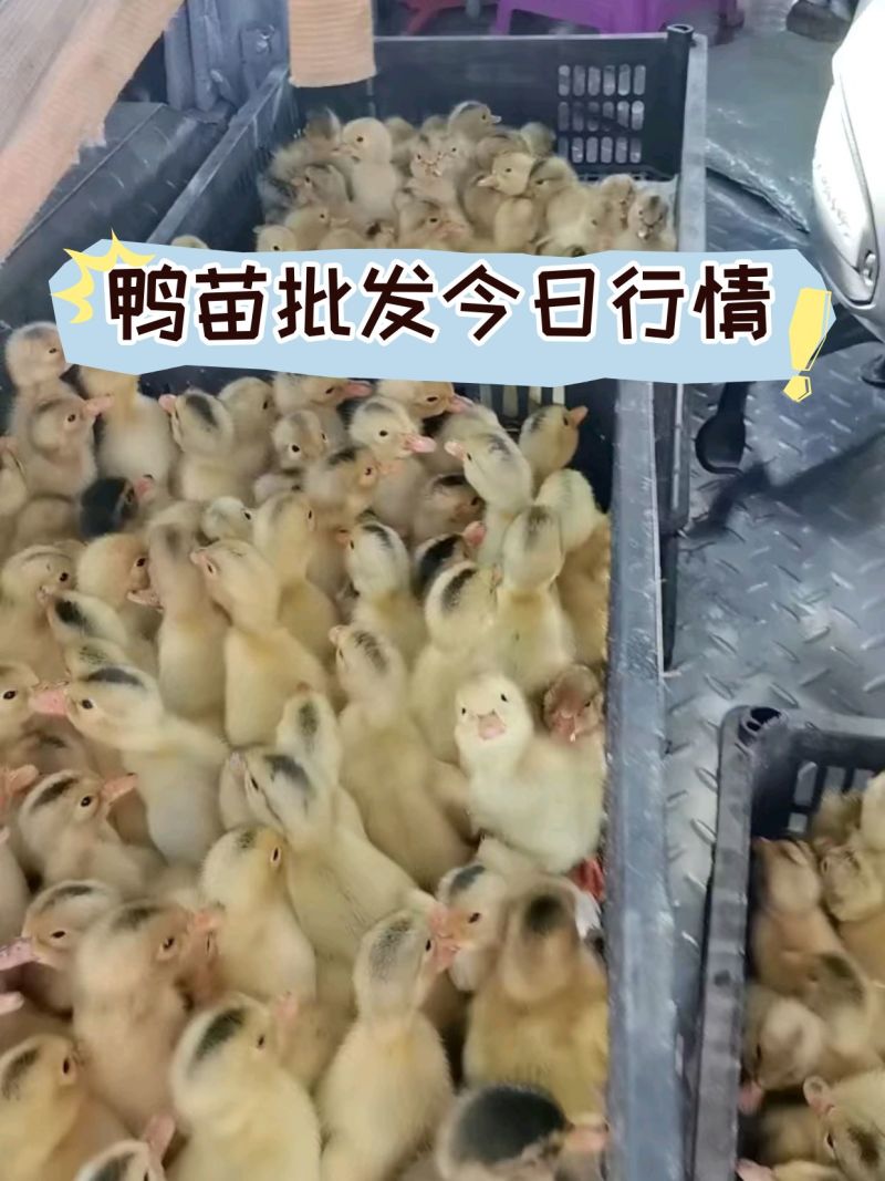 厂家批发鸭苗大种麻鸭苗建湖麻鸭苗包疫苗包邮包活