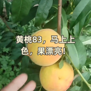 黄桃83，马上上色，漂亮得很！
