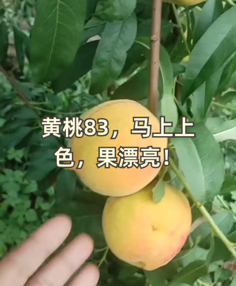 黄桃83，马上上色，漂亮得很！