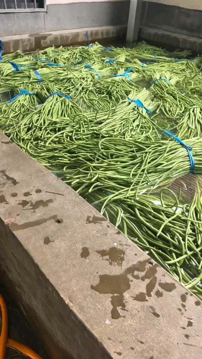 青条豆角豆角长豆角产地看货论价保质保量