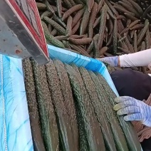 精品刺黄瓜，货量充足，老板们快来看！