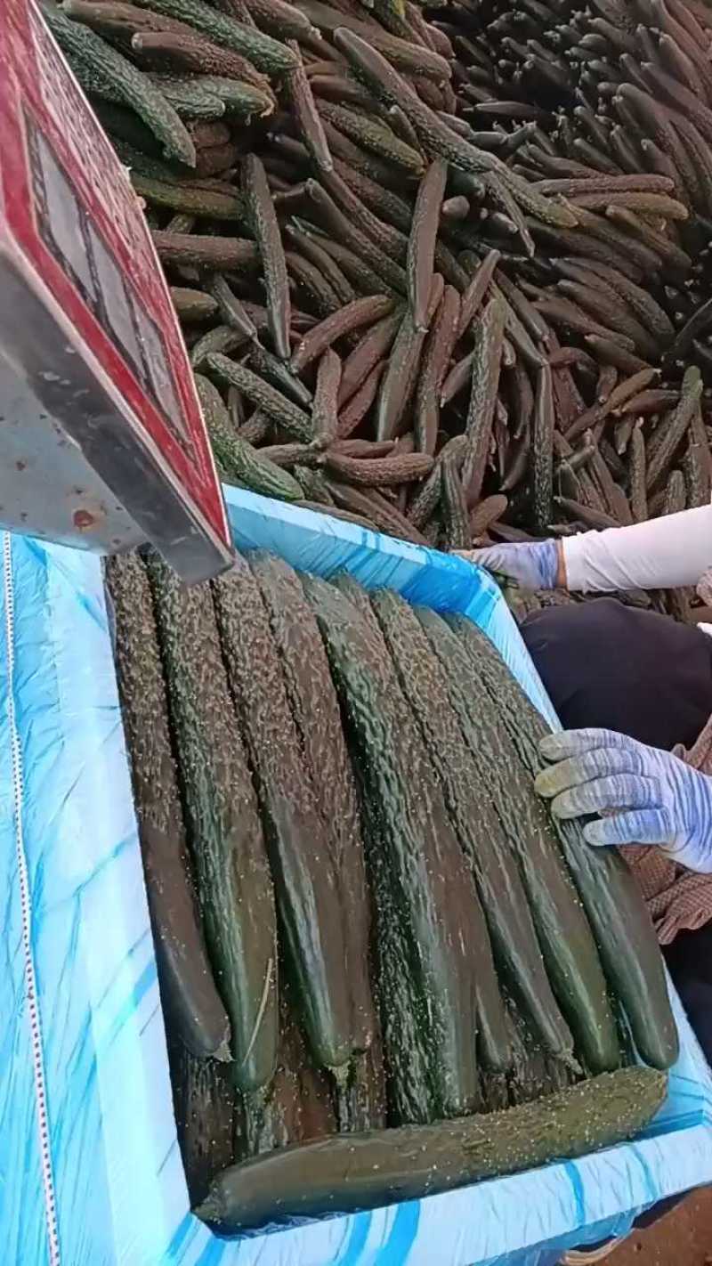 精品刺黄瓜，货量充足，老板们快来看！