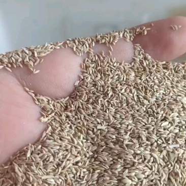 进口狗牙根种子匍匐茎种籽四季常青护坡草籽耐旱耐践踏籽草坪