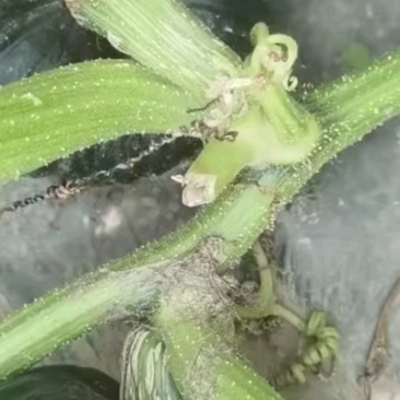 贝贝南瓜