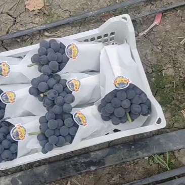 精品巨峰葡萄口感纯甜爆汁，果肉厚，基地直供，新鲜采摘