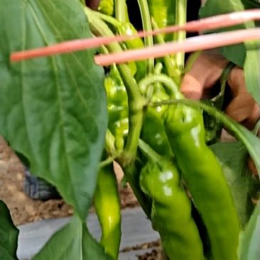 鲜辣椒/尖椒/广东湛江徐闻县基地供货/大量上市/对接全国