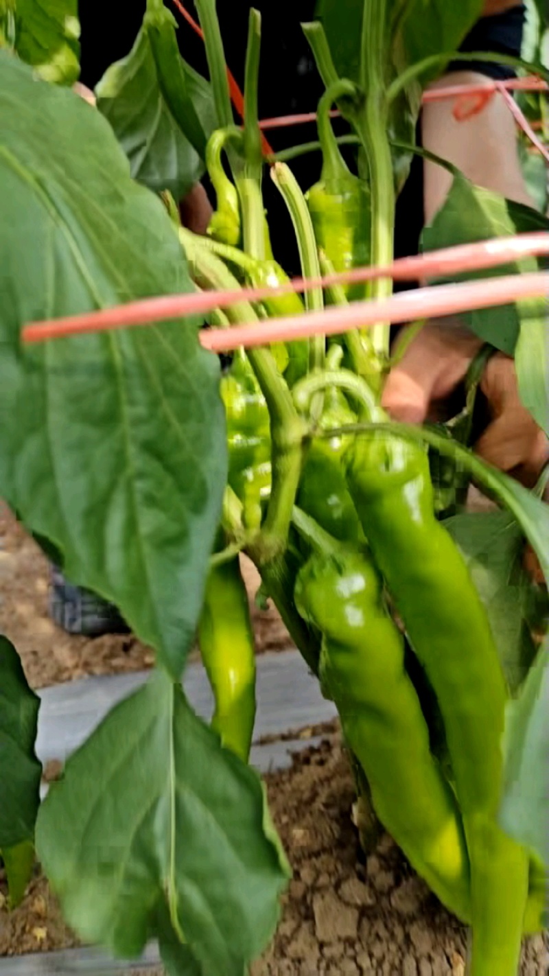 鲜辣椒/尖椒/广东湛江徐闻县基地供货/大量上市/对接全国