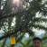 蜂糖李皮青果肉金黄，脆爽多汁纯甜无酸，每年就6-7月出果