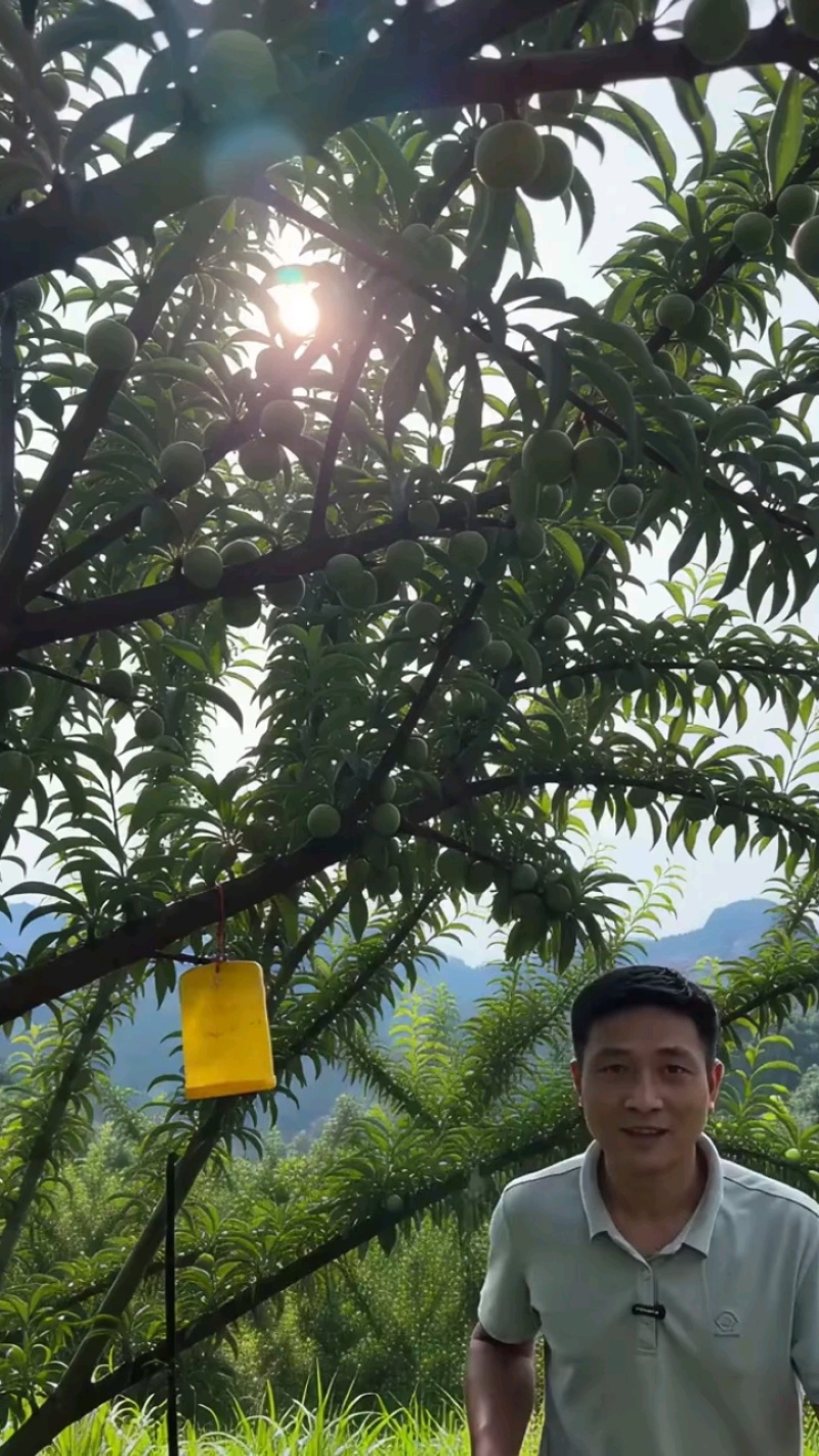 蜂糖李皮青果肉金黄，脆爽多汁纯甜无酸，每年就6-7月出果