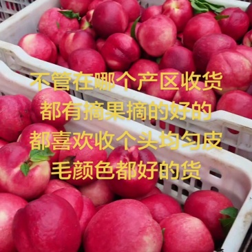 油桃毛桃突围红不软518中油系列离胡桃支持全国发货