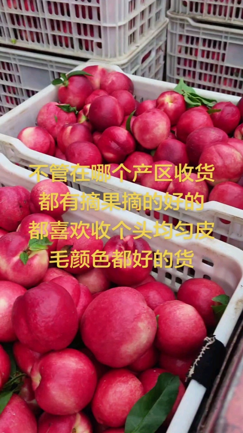 油桃毛桃突围红不软518中油系列离胡桃支持全国发货