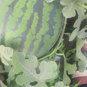 东北大棚甜王大量供应