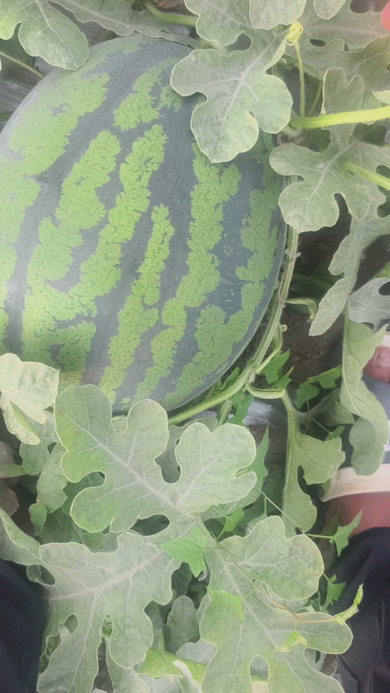 东北大棚甜王大量供应