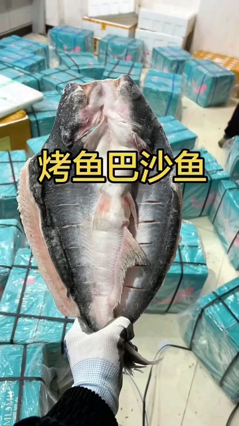 开背巴沙鱼无刺，毛利高，多规格可选！