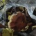 真野生赤灵芝干货金边灵芝仙草整枝去泥蔸无药薰今年新货上市