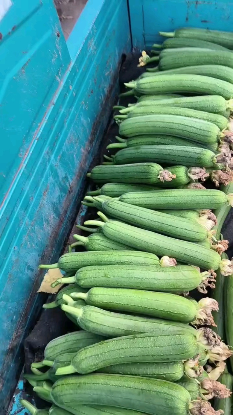推荐精品鲜花油皮丝瓜小丝瓜产地直供量大从优联系