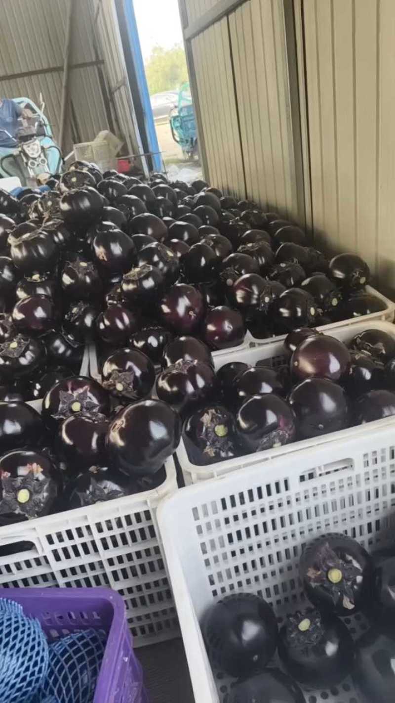 山东寿光精品紫光圆茄全年有货支持各种平台