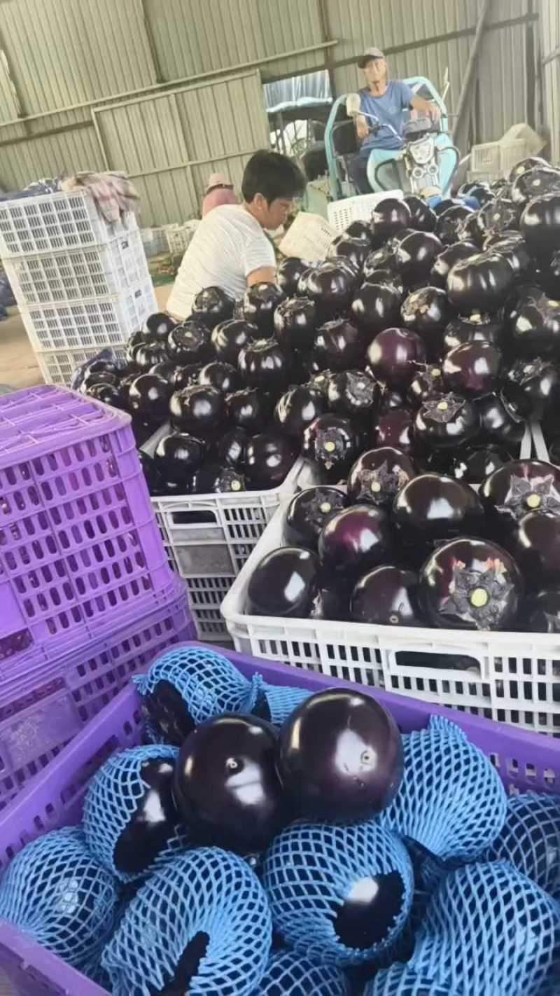 山东潍坊寿光紫光圆茄全年有货产地直销支持各种包装