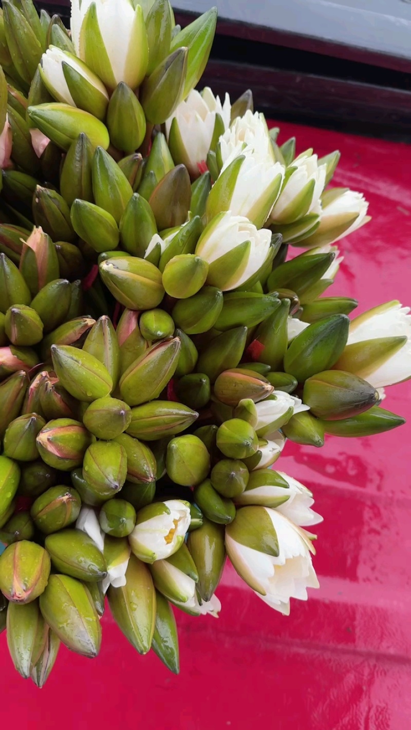 现采新鲜荷花花苞睡莲花苞基地批发现采现发