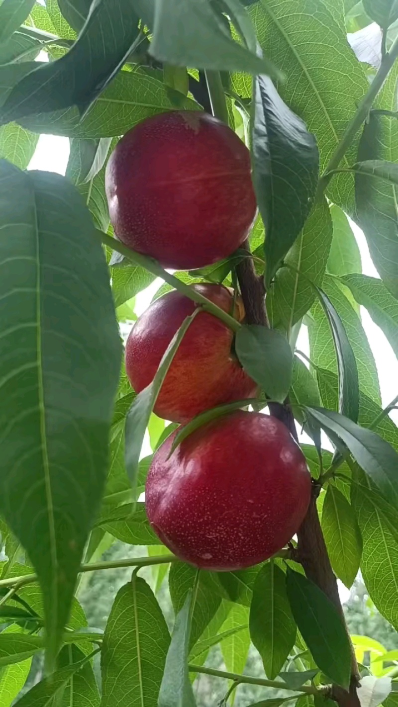 山东中油桃黄心油桃大量上市了，货源充足保质保量全国发货