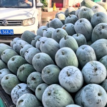 翡翠水果小冬瓜2-4，产地直发，电商，商超，大量提供货源