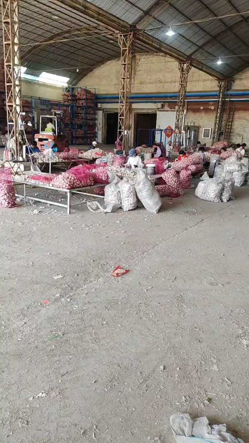 【实力供货】大蒜金乡大蒜冷库出租，行情分析，专业储存