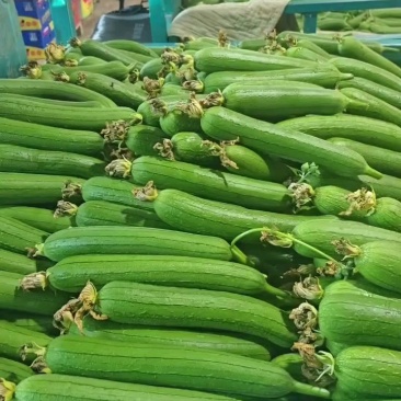 河南精品丝瓜大量接单产地直发品质保证诚信合作