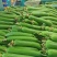 河南精品丝瓜大量接单产地直发品质保证诚信合作
