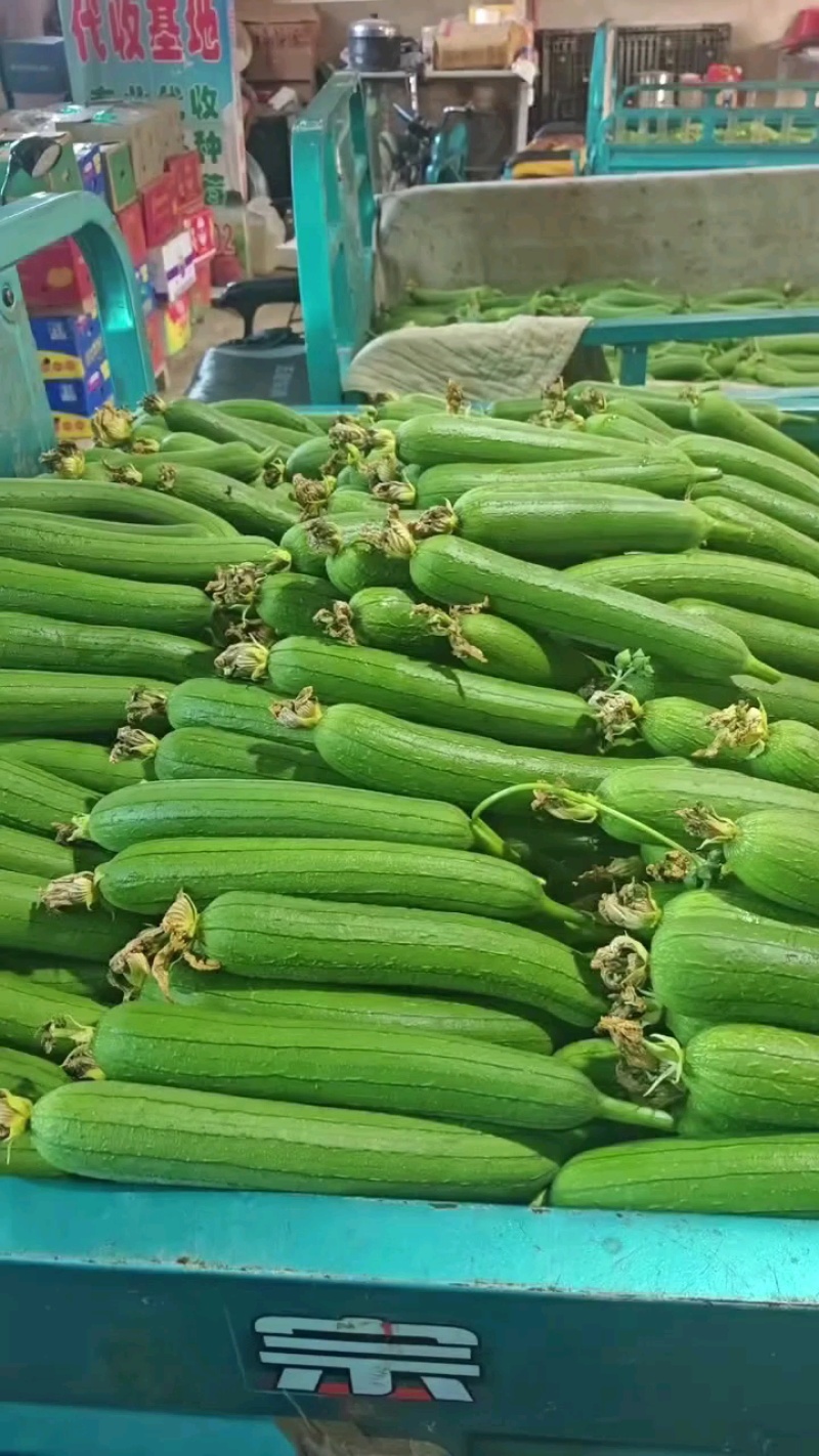 河南精品丝瓜大量接单产地直发品质保证诚信合作