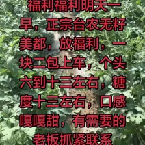 美都麒麟，大鹏，头茬