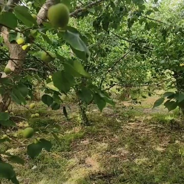 吊干杏一级果