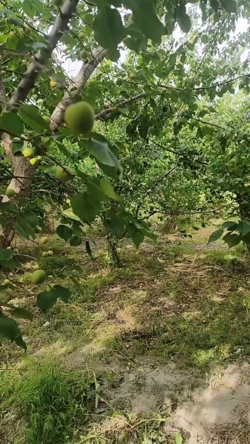 吊干杏一级果