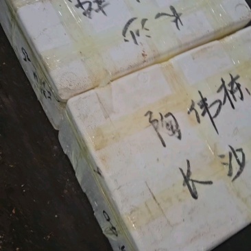 【现货】六月黄大闸蟹公蟹规格齐全一手货源全国批发