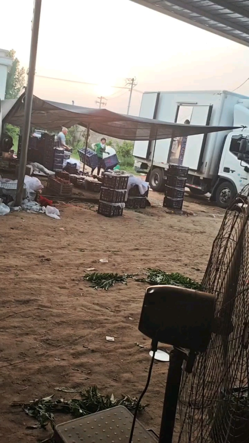 【热卖推荐】精品桃山东突围桃几十万斤品质保障可对接