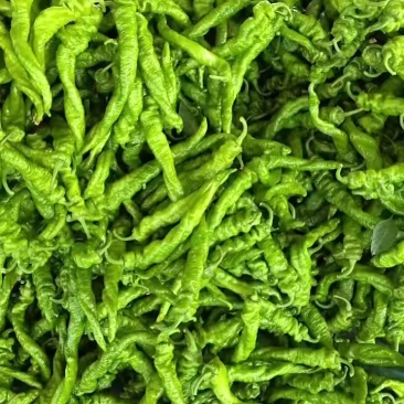 陕西定边新苗精品薄皮螺丝椒适合市场餐饮及电商支持视频看货