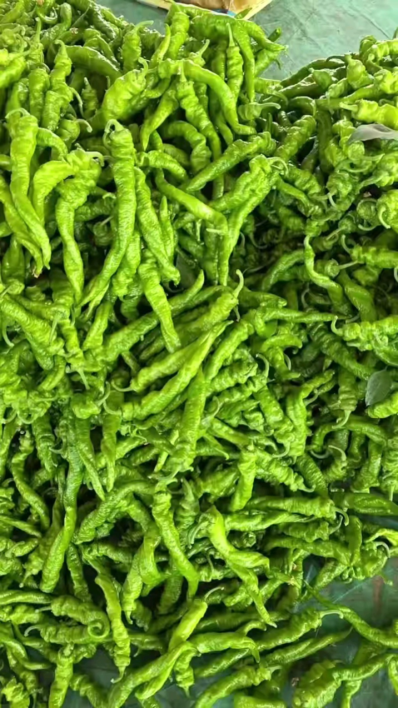 陕西定边新苗精品薄皮螺丝椒适合市场餐饮及电商支持视频看货