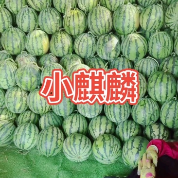 吊2K600甜王，皮毛亮、甜度高1茬并有专业团队为你服务