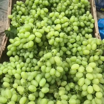 维多利亚葡萄，产地大代办，货源充足，质量保证，全国发货