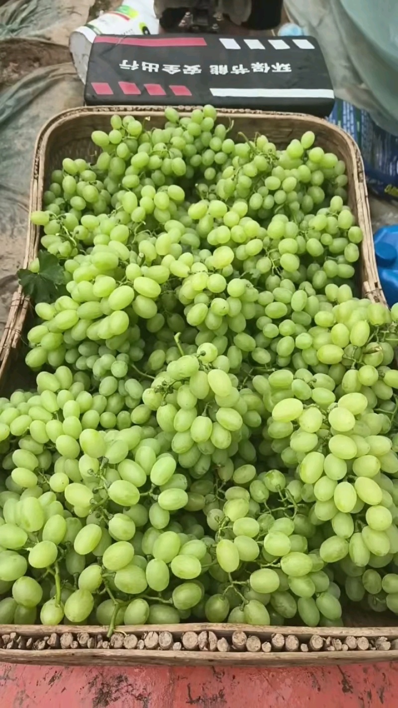 维多利亚葡萄，产地大代办，货源充足，质量保证，全国发货