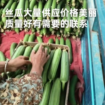 小丝瓜质量好价格便宜质量好价格实惠需要的朋友联系