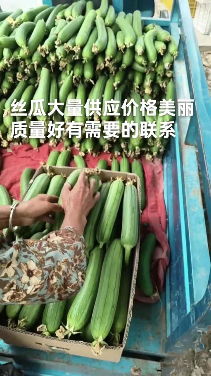 小丝瓜质量好价格便宜质量好价格实惠需要的朋友联系