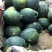 黑麒麟西瓜装车发往四川