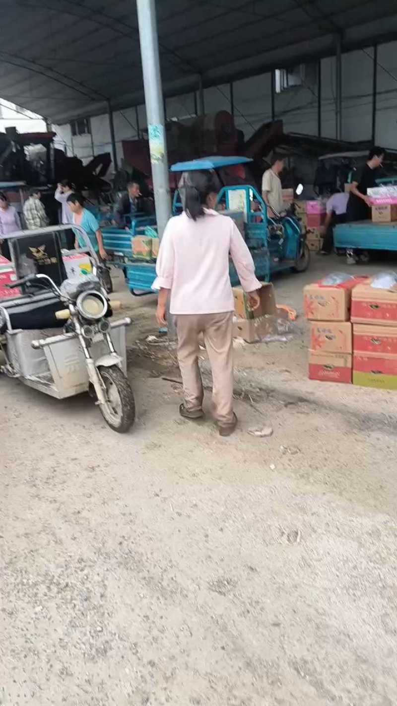 推荐精品鲜花油皮丝瓜小丝瓜产地直供量大从优联系
