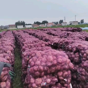 洋葱形状圆润紫皮洋葱大小都有提供网袋干净硬度好耐储存