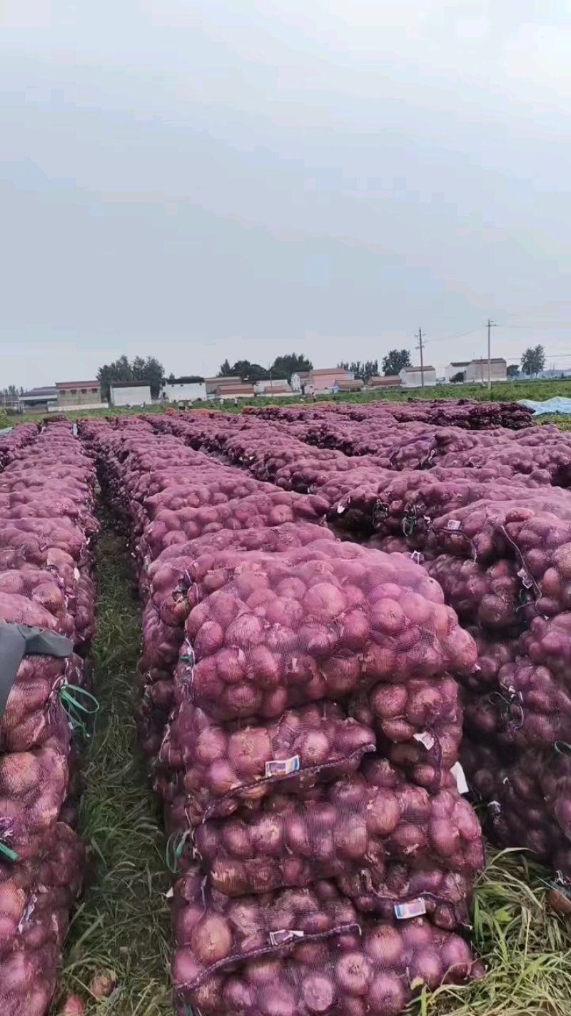 洋葱形状圆润紫皮洋葱大小都有提供网袋干净硬度好耐储存