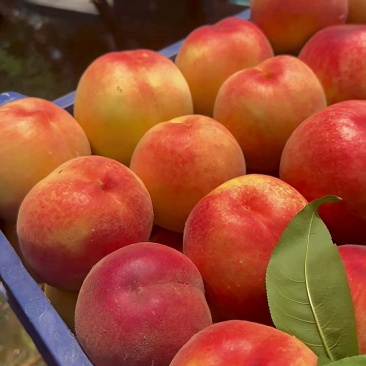 突围桃🍑水蜜桃产地直发量大从优可对接全国电商市场商超等
