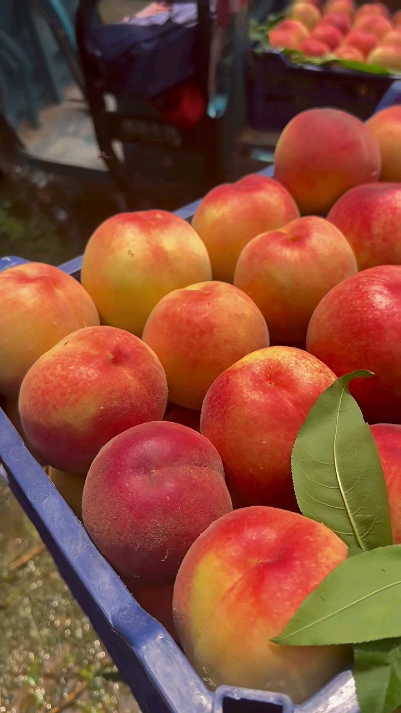 突围桃🍑水蜜桃产地直发量大从优可对接全国电商市场商超等