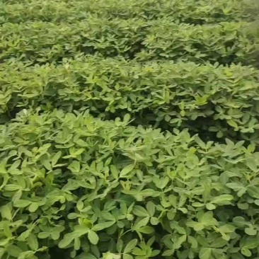 开封沙地鲜花生白沙果，大果和四粒都已大量上市