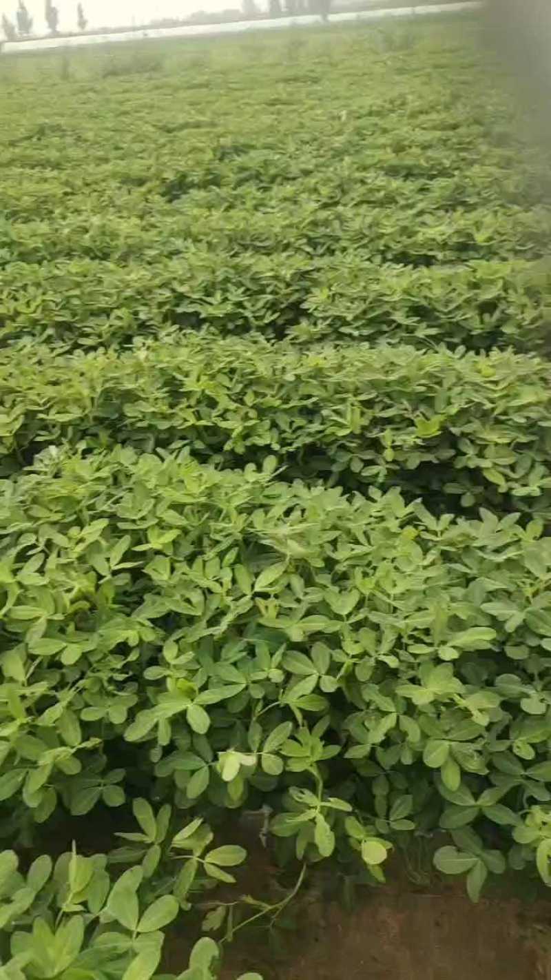 开封沙地鲜花生白沙果，大果和四粒都已大量上市